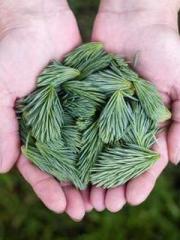 Chen Pingapos;an and Chen Pingapos;an and