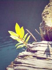 The Cityapos;s Fines