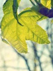 The Undefeated Son-i The Undefeated Son-i