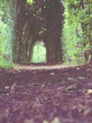 The Undefeated Son-i The Undefeated Son-i