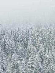 A Rich Girl from the A Rich Girl from the